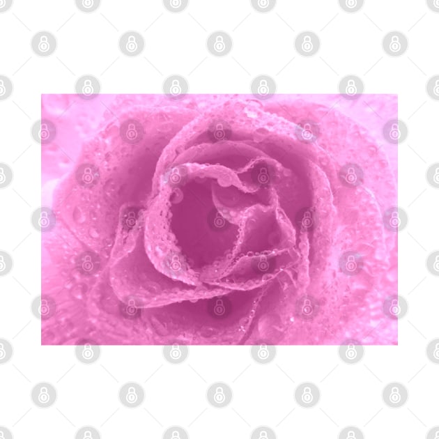 Pink Rose by Dale Preston Design