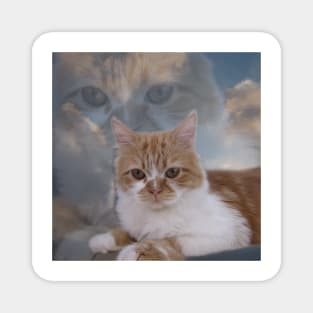 Dramatic Cute Cat in The Blue Sky Photography Magnet