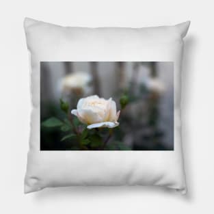 White rose close-up in soft blur focus Pillow