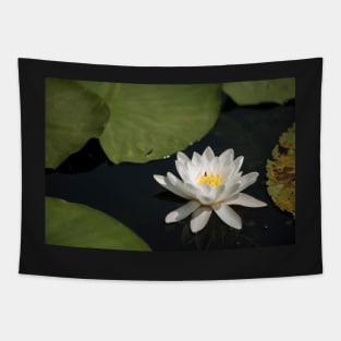 Beautiful white waterlily in the Danube Delta, Romania, on summer day Tapestry