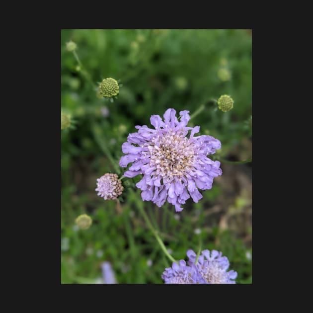 Purple Wispy Flower Photographic Image by AustaArt