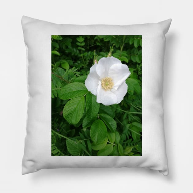 White wild rose Pillow by esvb