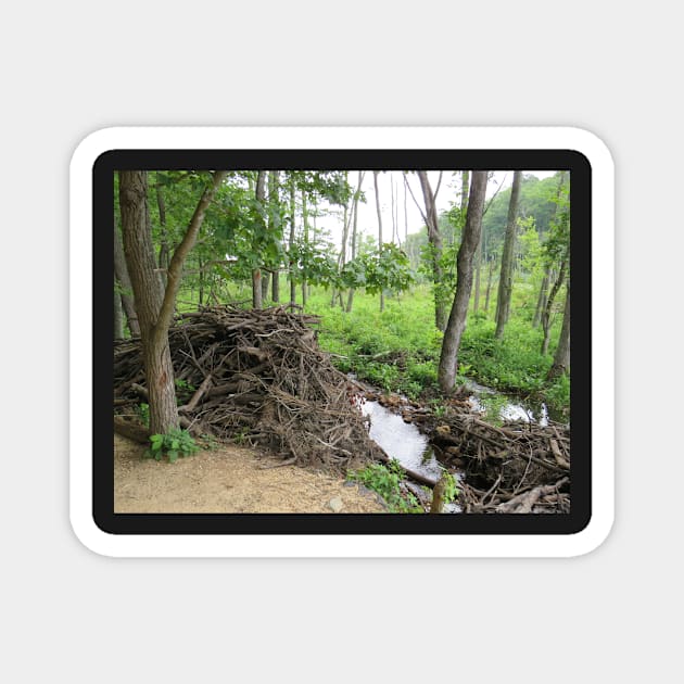 Beaver dam and den Magnet by ToniaDelozier