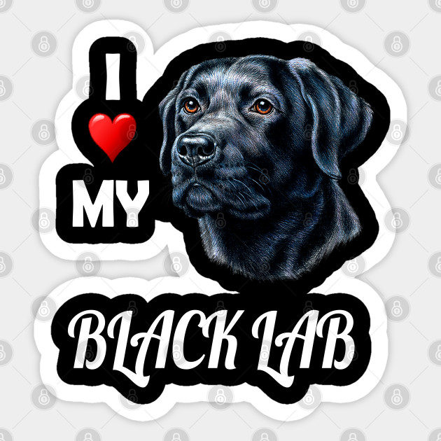 Black Lab. Black Labrador Portrait 