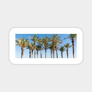Row of tropical feeling palm trees against blue sky with luch green fronds. Magnet