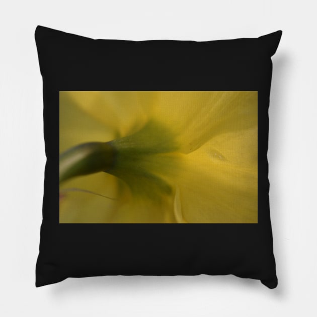Backside of a Daffodil Pillow by ToniaDelozier