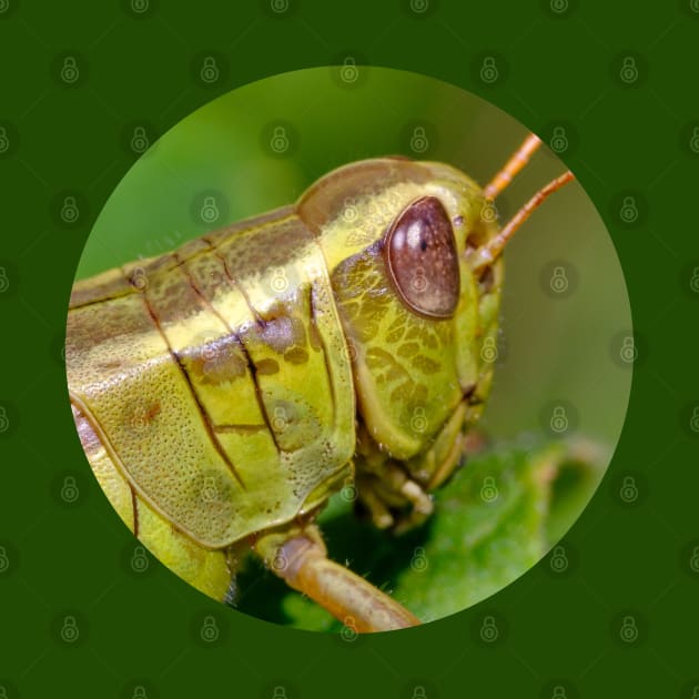 Green Grasshopper Macro Photograph Circle by love-fi