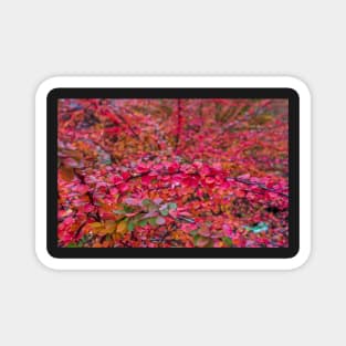 Red green barberry leaves in autumn Magnet