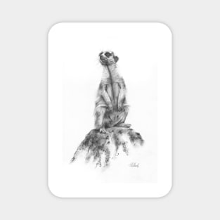 Sentinel - Meerkat pencil drawing Magnet