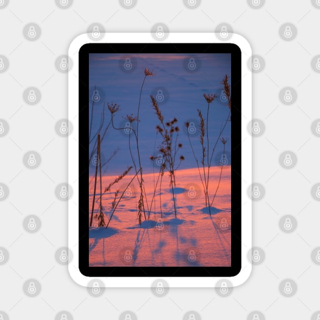 silhouettes of dry grass at sunset in a snowy field Magnet by Olga Berlet