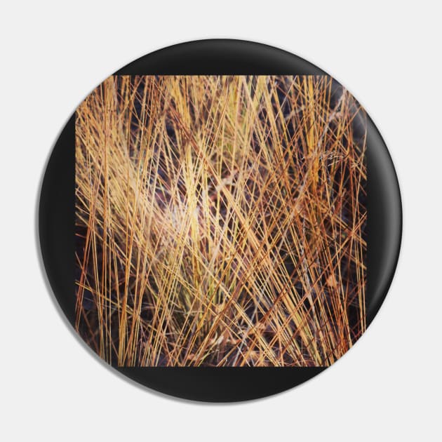 Autumnal grasses Pin by Jonesyinc