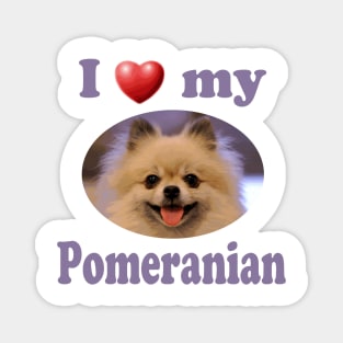 I Love My Pomeranian Magnet