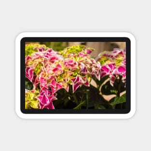 Pink Harlequin Hydrangea Flowers Magnet