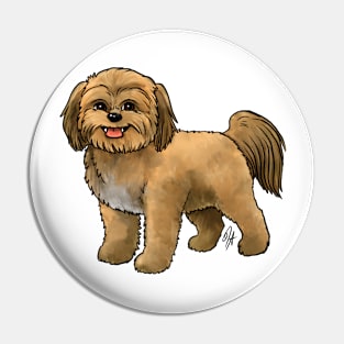 Dog - Shih Poo - Apricot Pin