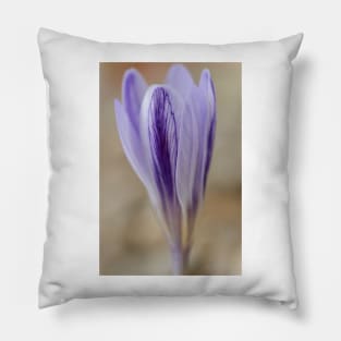 Crocus cancellatus subspecies cancellatus  Autumn flowering crocus Pillow