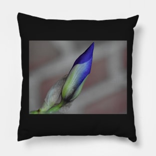 Iris bud 2 Pillow