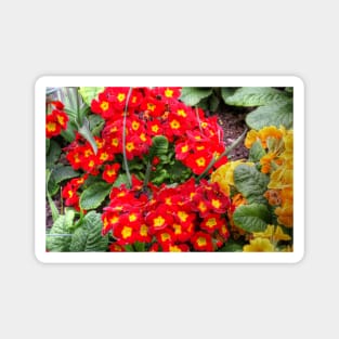 Early Primulas Magnet