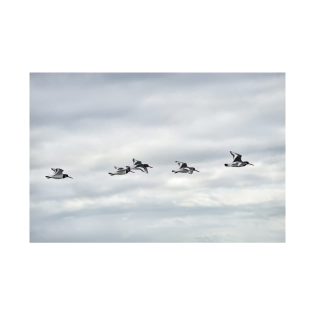 Five Oystercatchers in flight - Isle of Arran, Scotland by richflintphoto