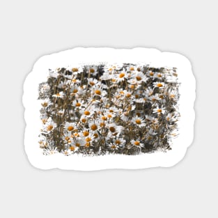 Chamomile Magnet