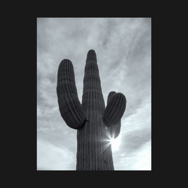 Saguaro bw by jvnimages