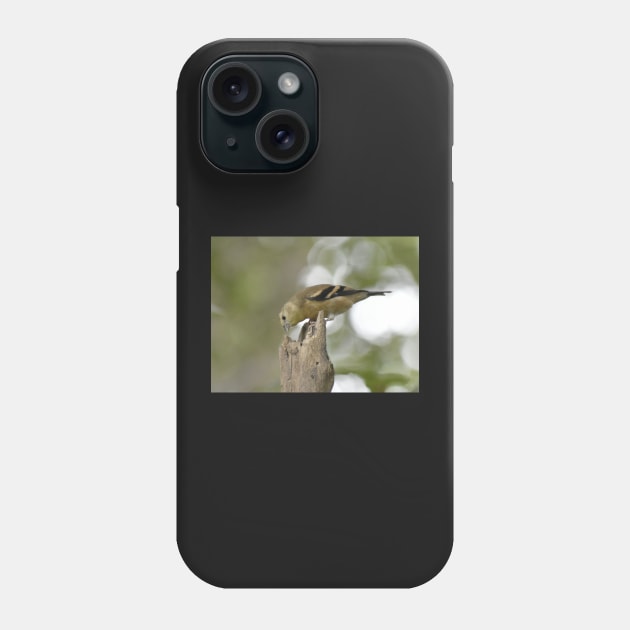 American Goldfinch Fledgling Phone Case by ToniaDelozier