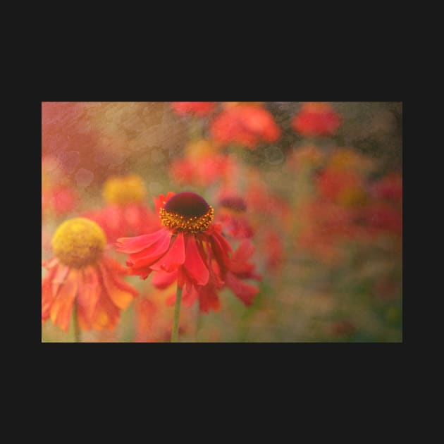 Helenium flower with texture by RosNapier