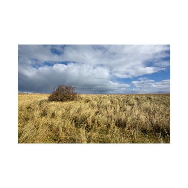 Northumberland Skies by StephenJSmith