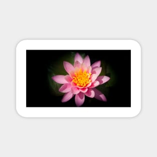 Pink lotus flower Magnet