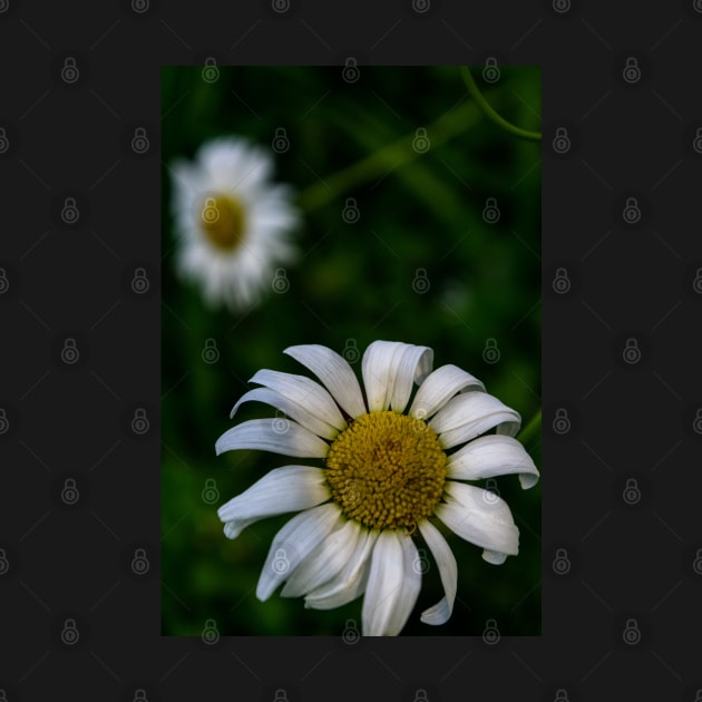 Daisies in the garden by CanadianWild418