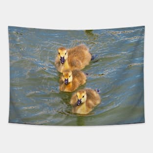 Three Canada Goose Goslings Swimming Together Tapestry