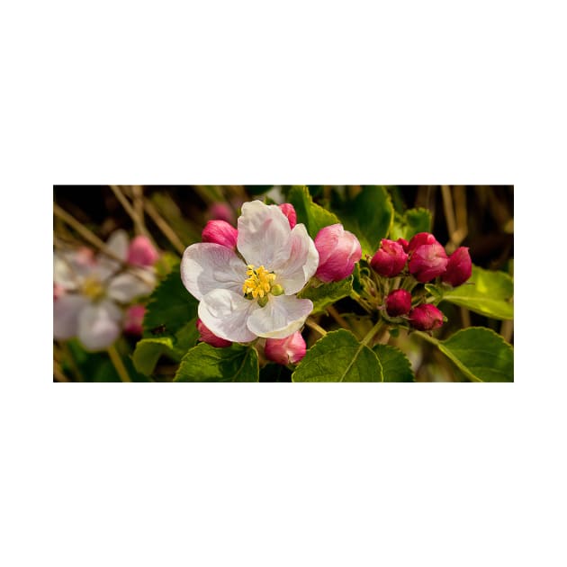 Apple Blossom Panorama by Violaman