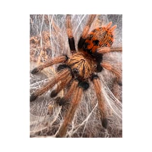 GBB/Chromatopelma cyaneopubescens Tarantula T-Shirt