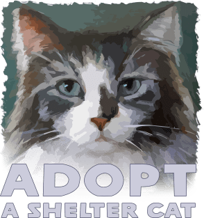 Adopt a Shelter Cat - with Cute Maine Coon Kitty - Rescue Pet Magnet