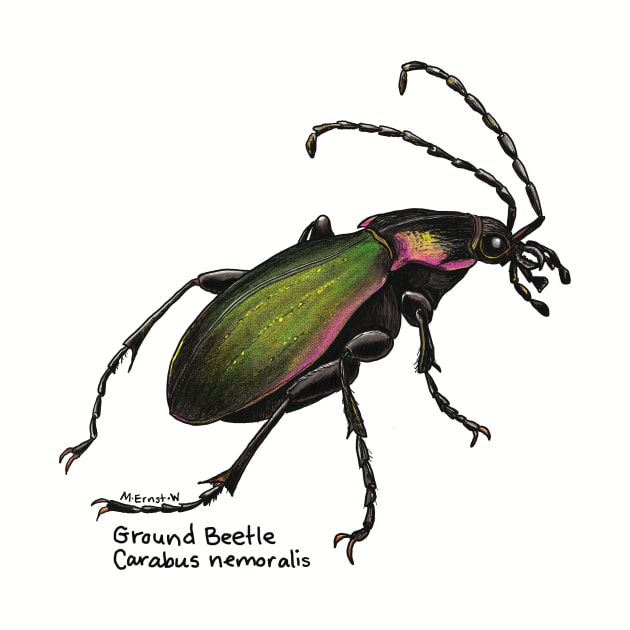 Beautiful Ground Beetle by mernstw