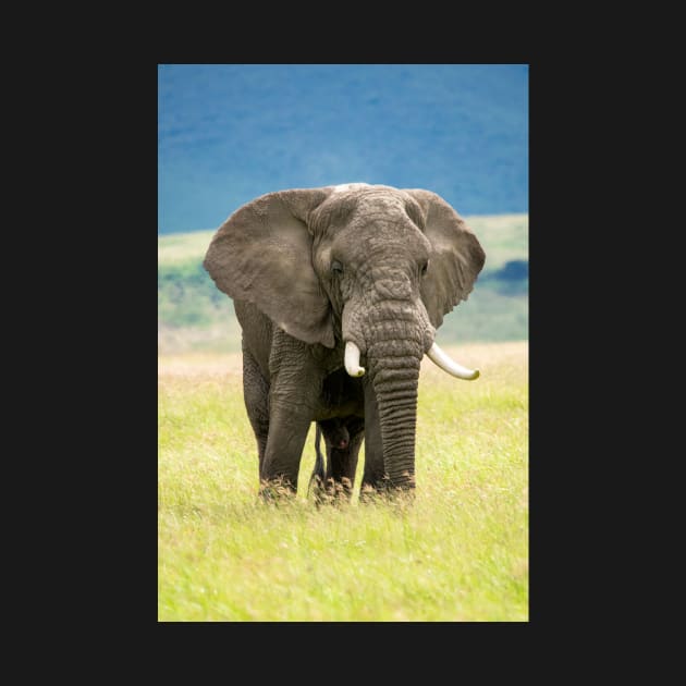 Elephant, Ngorongoro Crater, Tanzania by AndrewGoodall