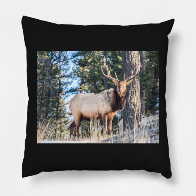 Majestic Pillow by krepsher