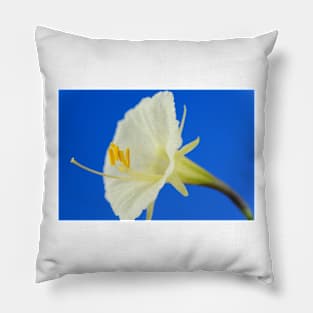 Narcissus romieuxii  &#39;Treble Chance&#39;  Hoop petticoat daffodil  Division 10  Bulbocodium Pillow