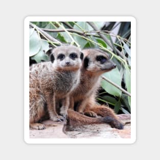 Meerkats Magnet