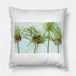 Allium vineale  'Hair' Pillow