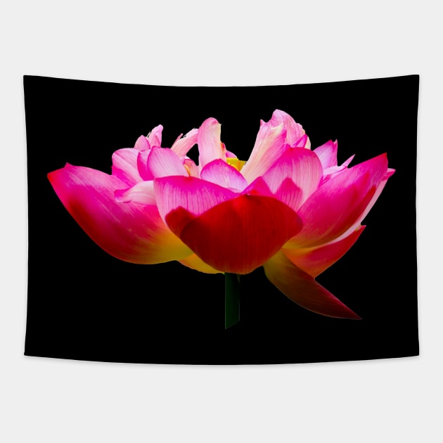 Beautiful Lotus Flower Tapestry by dalyndigaital2@gmail.com