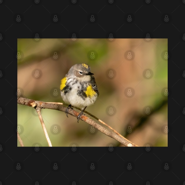 Yellow Rumped Warbler by BirdsnStuff