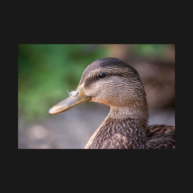 Mallard Profile by Eunice1