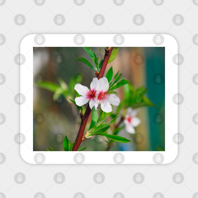 Almond Blossom Magnet by jojobob