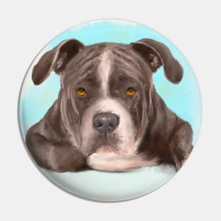 Big Tough Brown Pit Bull Lying Down and Looking at You Pin