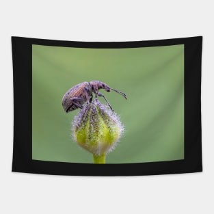 Nettle Weevil on Buttercup Bud Tapestry