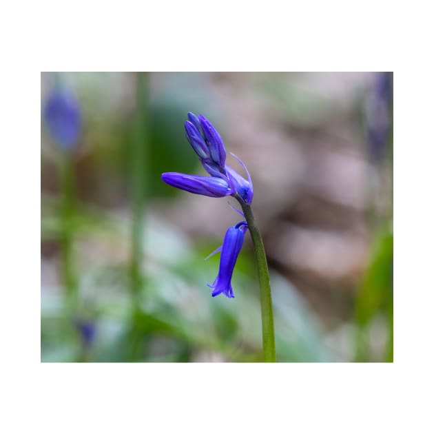 Bluebell - woodland flower by HazelWright