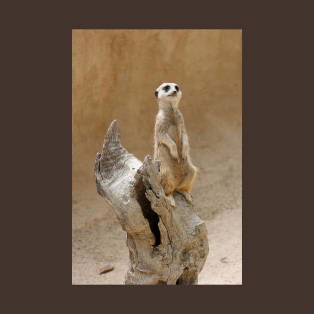 Meerkat, suricata suricata by jwwallace