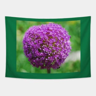 Allium Giganteum Tapestry