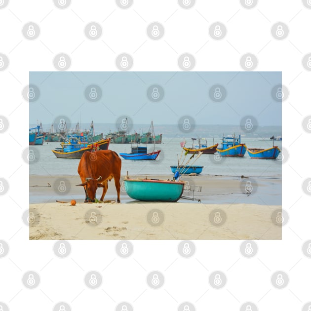 Cow on Mui Ne Beach by jojobob