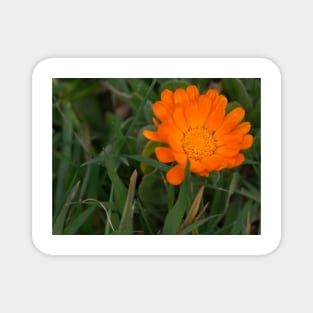 ebs orange poppy Magnet